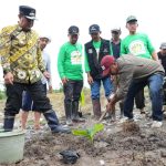 Tanam Pisang Cavendish di Polman, Dijamin Harga Tidak Akan Turun Meski Panen Melimpah